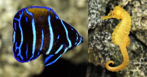 liveaquaria|LiveAquaria.com .